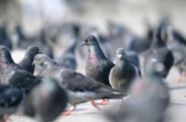 Испански град се видя в чудо, раздава контрацептиви на гълъбите