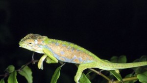 Гущер язди агне ВИДЕО