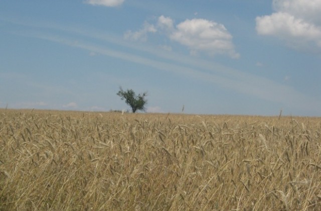 Добро е качеството на пшеницата в дупнишко
