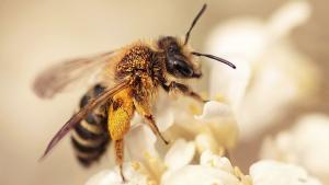 Стряскащ сценарий какво би станало ако изчезнат пчелите