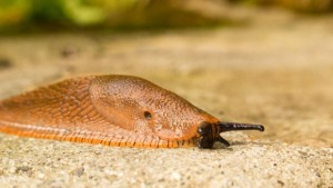 Бум на голи охлюви в Смолянско унищожават всичко по пътя