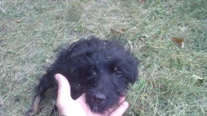 Намериха мъртво куче на улицата в Дряново има съмнения за