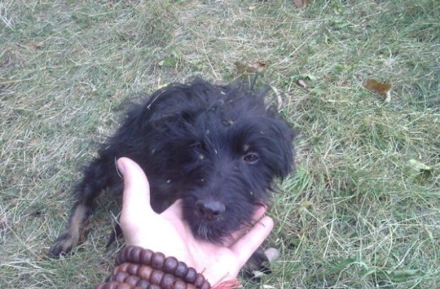 Намериха мъртво куче на улицата в Дряново, има съмнения за отравяне