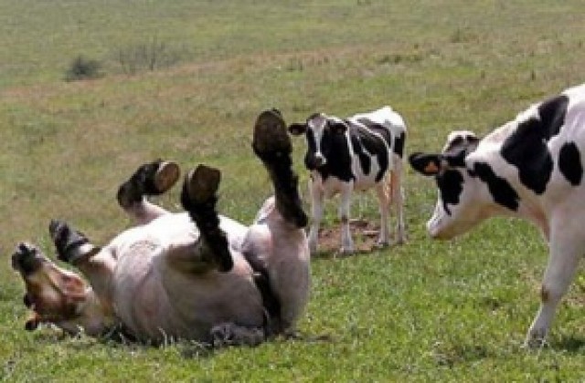 Кожата на умрялата от антракс крава продадена в Карнобат?