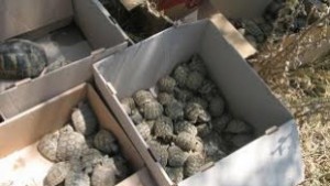 312 сухоземни костенурки конфискуваха експертите от РИОСВ Стара Загора