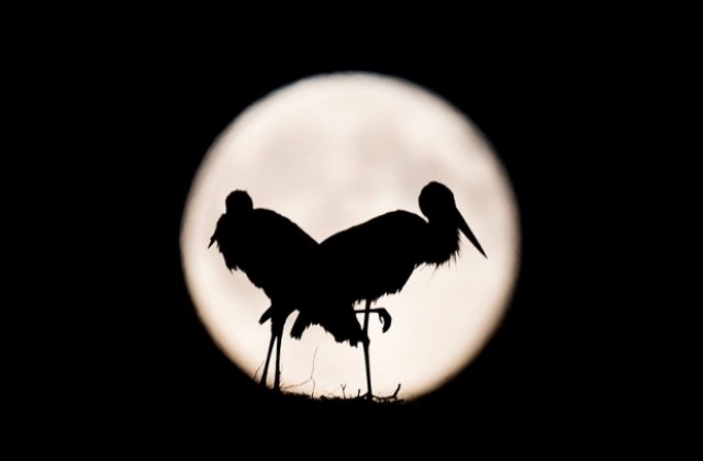 Червени щъркели станаха хит за туристите в Хърватия