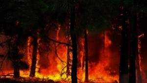 Късо съединение в далекопровод подпали гора