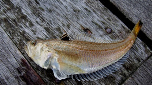 Ухапани от насекоми препили и убодени от морски дракон пълнят