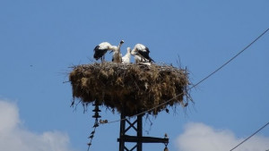 Преброени са щъркелите в 10 общини на територията на РИОСВРусе