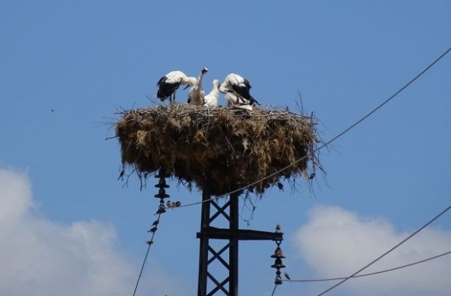 Преброени са щъркелите в 10 общини на територията на РИОСВ-Русе