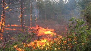 Огнеборци и горски служители спряха пожар в Пирин