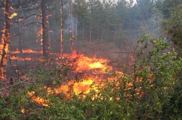 Огнеборци и горски служители спряха пожар в Пирин