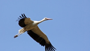 Експерти от РИОСВ взеха участие в преброяването на белия щъркел