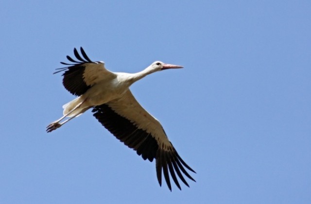 Експерти от РИОСВ взеха участие в преброяването на  белия щъркел