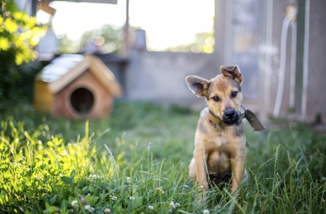 Италиански кмет забрани на кучетата да лаят следобед