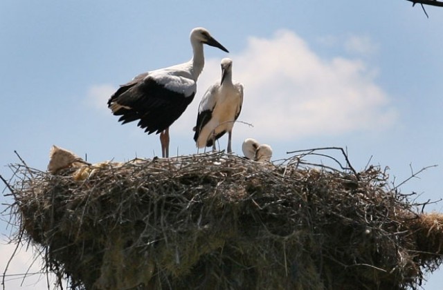 142 гнезда на белия щъркел преброи РИОСВ-Шумен в Търговищките общини