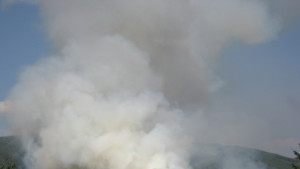 Пожарът в Рила засегна и иглолистна гора