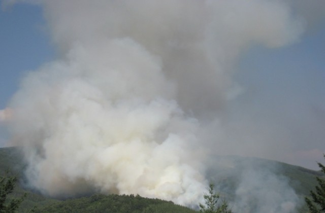 Пожарът в Рила засегна и иглолистна гора