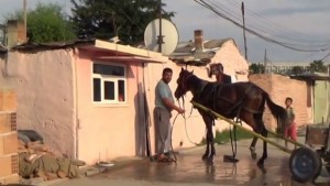 Роми пребиха кон в Шекер махала ВИДЕО