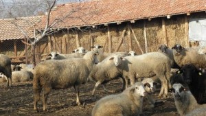 Българското земеделие загубило 82 млн лева от руското ембарго