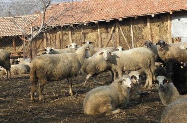 Българското земеделие загубило 82 млн. лева от руското ембарго