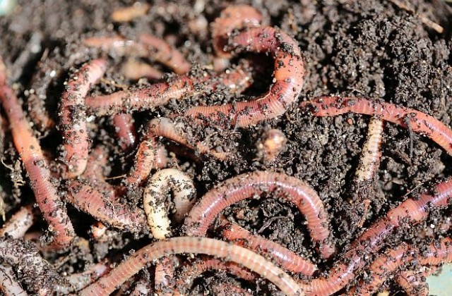 Учени предлагат да се храним с дъждовни червеи