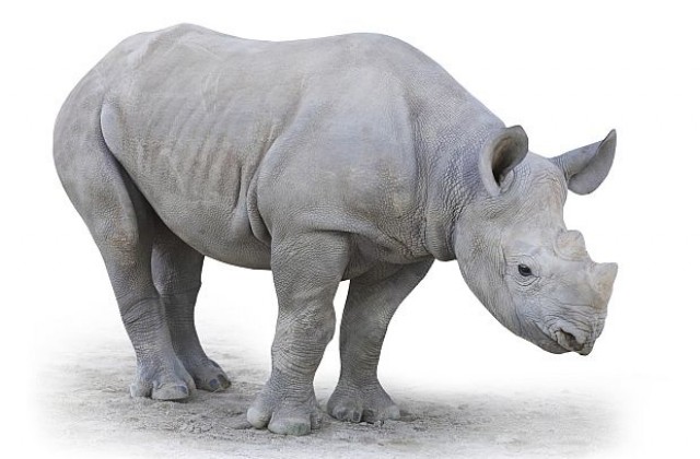 На Земята останаха само четири северни бели носорози