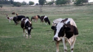 Още едно животно почина в Млада гвардия