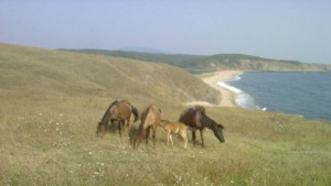 Летните горещини са опасни и за животните