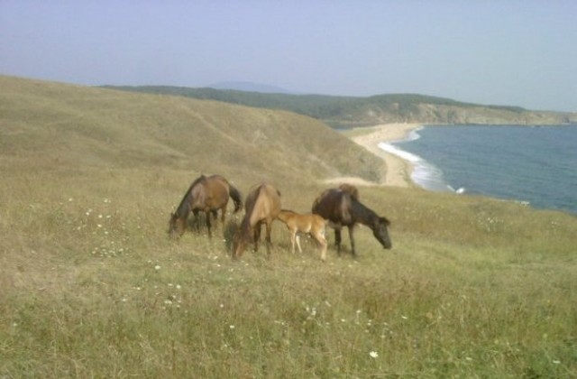 Летните горещини са опасни и за животните