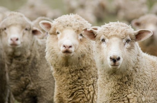 Мъртви овце хвърлиха в паника родопското село
