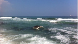 Труп на крава изплува в морето