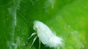 Пръскат срещу цикади и комари в Морската градина