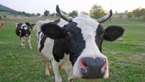 Няма антраксни спори и в последните 10 обекта по Черноморието