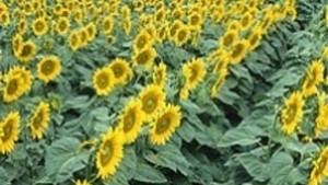 В Добричка област очакват добра реколта от слънчоглед