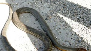 Пожарникари вадят змия от селска къща