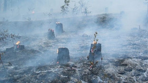 Овладян е пожарът край Стара Загора