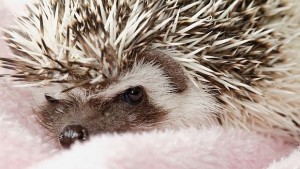 Таралеж и пор домашни любимци на мода