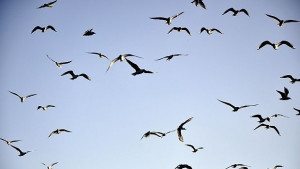 Чайки нападат туристи по морето