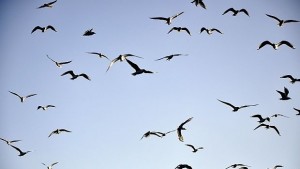 Чайки нападат туристи по морето