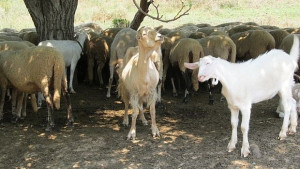 Нови 134 проби на хора в Рила са изпратени за