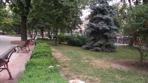 Две големи дървета бяха отсечени в Градската градина в Свищов