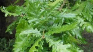 210 000 фиданки от зимен дъб и сребролистна липа ще