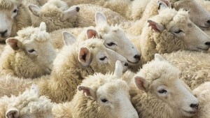 Второ огнище на антракс във Варненско няма опасност за хората