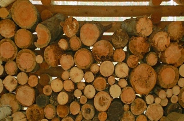 Разкриха двама, извършвали незаконна сеч