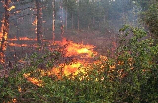 Гасят нов пожар на територията на Национален парк „Рила”