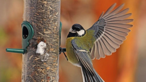 Птици от конци правят русенски ученици