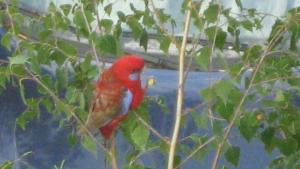 Търсите ли избягал папагал