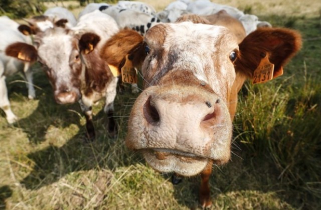Крави в протест срещу ниските изкупни цени на млякото