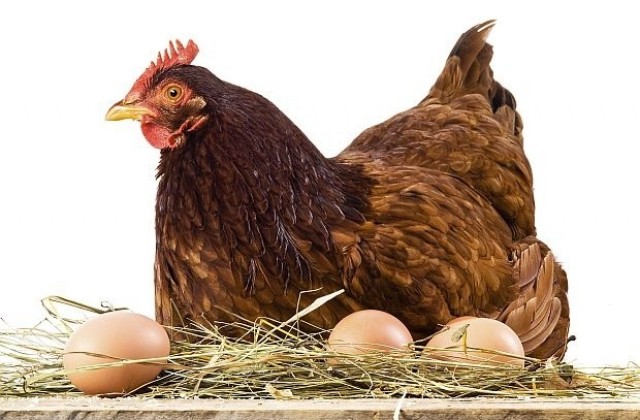 В Казахстан раздават кокошки на населението антикризисно